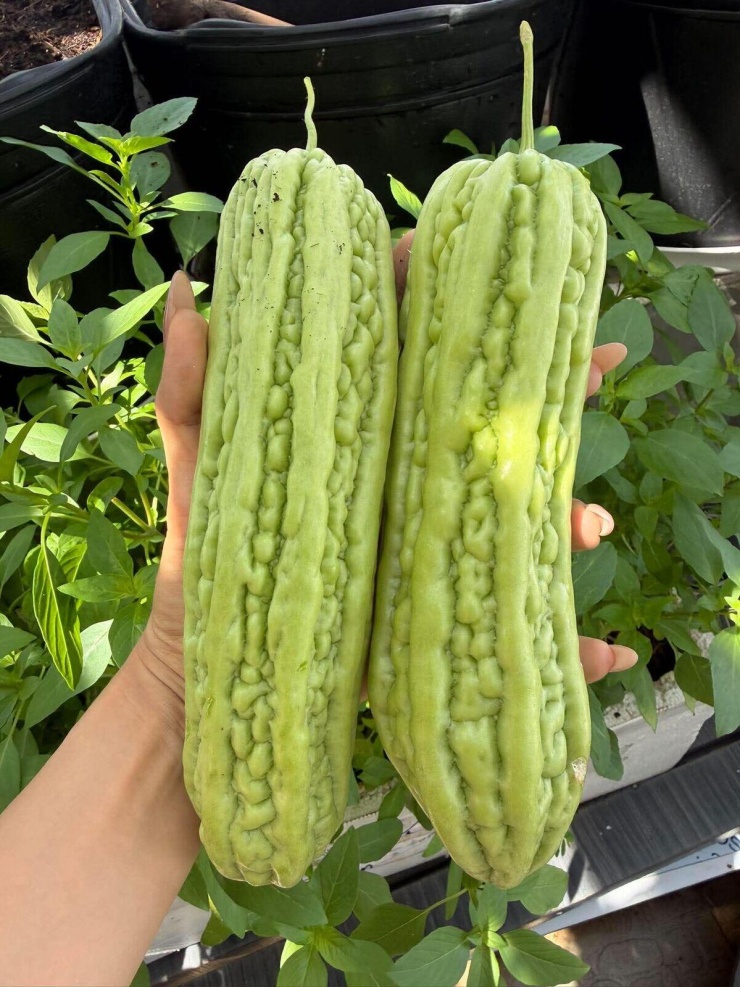 Hồ Bích Trâm thu hoạch dưa lưới 'ăn không xuể' ở ban công - 9