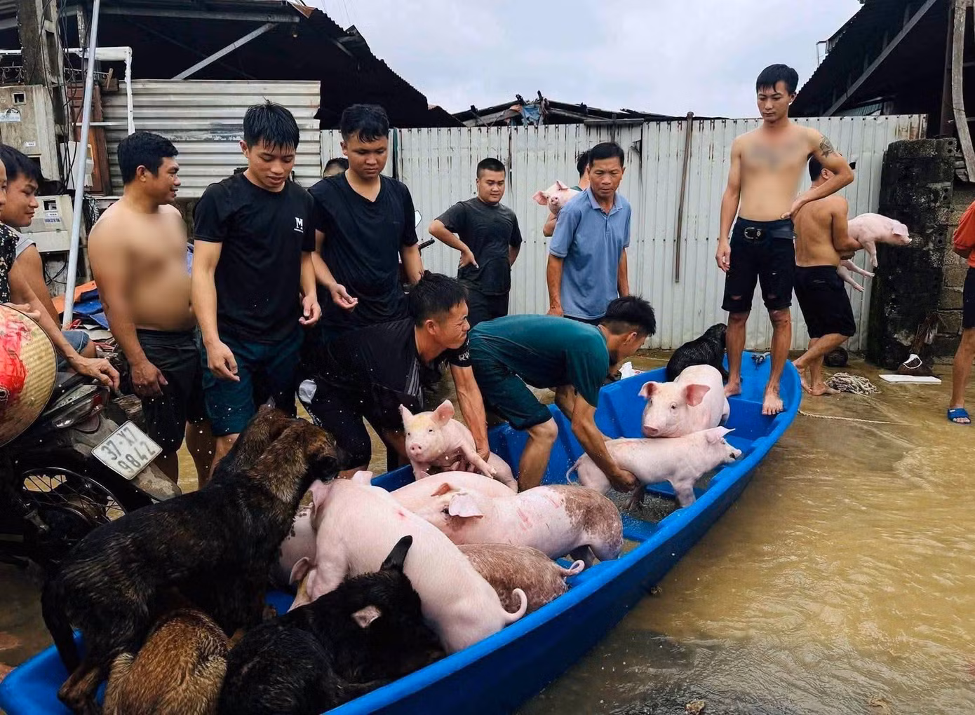 Đàn lợn 24 con và 40 con gà của gia đình ông Nguyễn Văn Chỉnh được giải cứu an toàn.