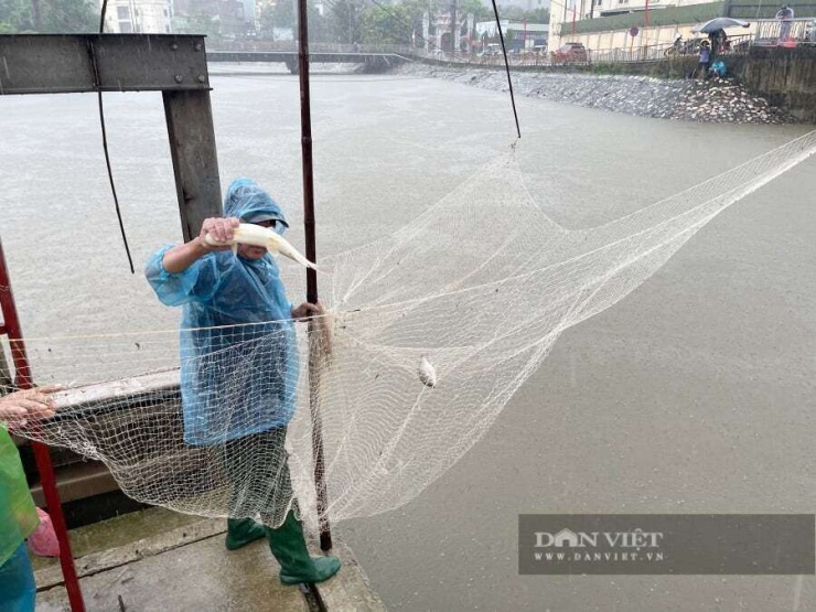 Có lúc cất lưới người dân bắt được cả chục con.