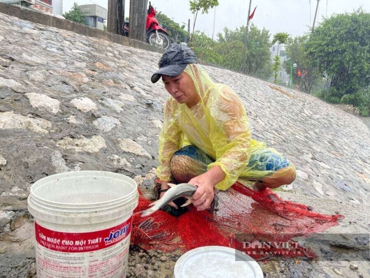 Theo người dân, mưa lớn nên nhiều loại cá ở trong ao, hồ ra theo dòng nước.