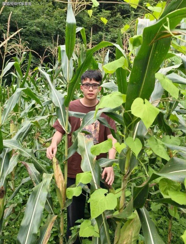 Đối với Ning Boyu, việc bán ngô không đồng nghĩa với từ bỏ con đường sự nghiệp hay lựa chọn cuộc sống buông xuôi.