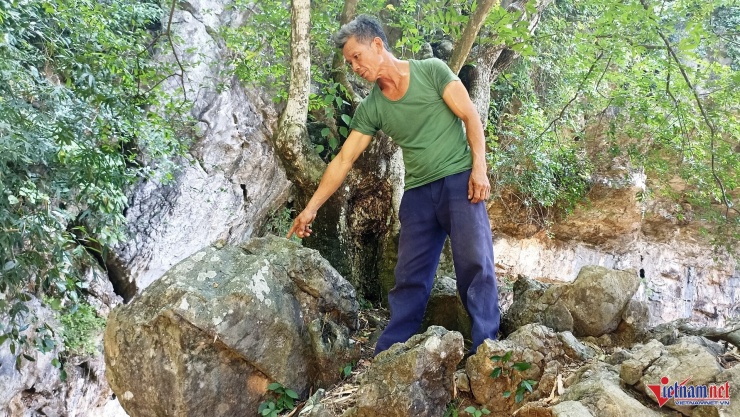 Cây thị mọc cách mặt nước khoảng 30m và xung quanh không hề có đất.