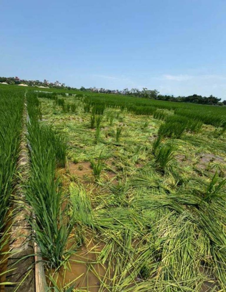 Ruộng lúa bị phá hoại. Ảnh: CACC