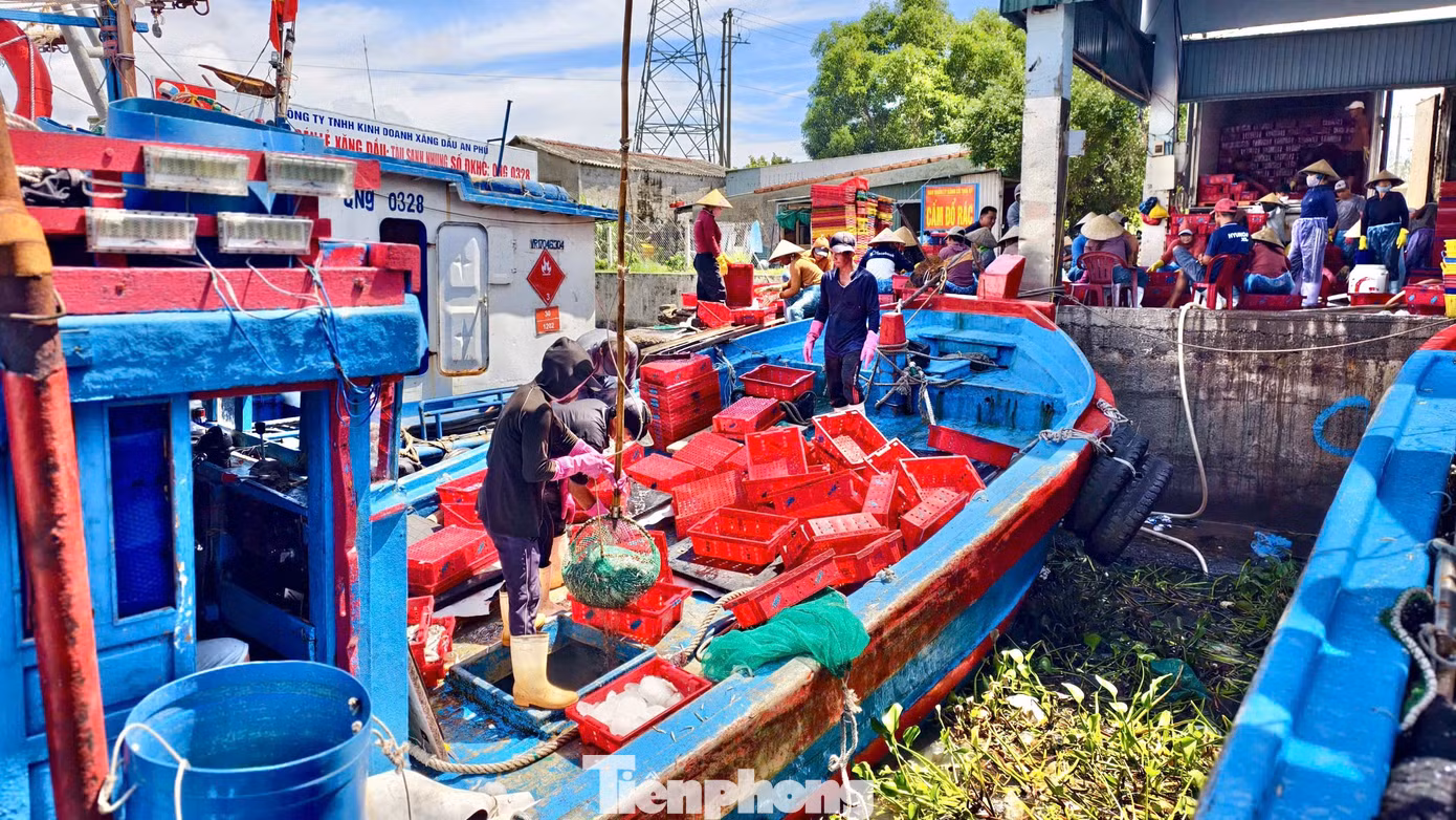 Ngư dân địa phương cho biết mùa cá cơm chính vụ ở vùng biển Quảng Ngãi thường kéo dài từ tháng 12 âm lịch đến tháng 3 âm lịch năm sau. Vì vậy, việc cá cơm xuất hiện nhiều vào thời điểm này được xem là trái mùa.
