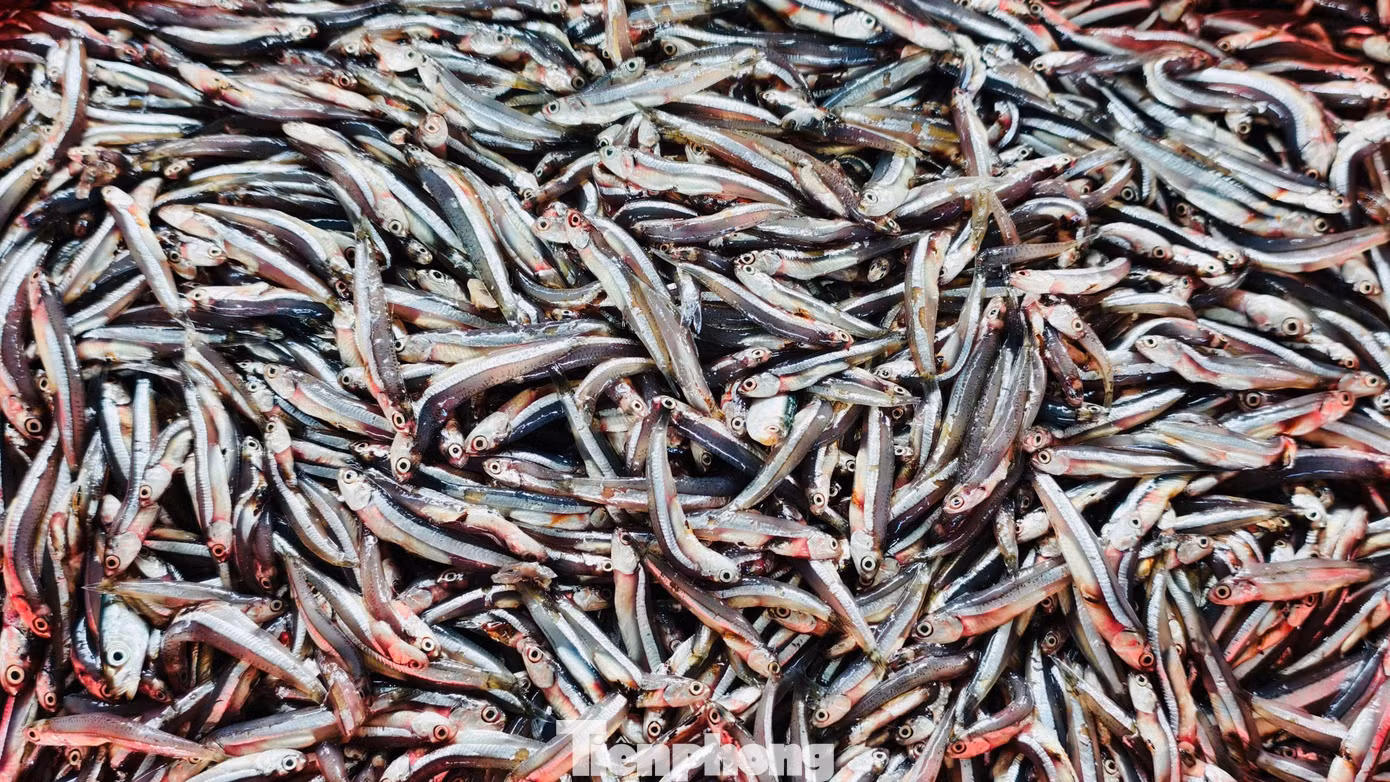 Giá cá cơm hiện dao động từ 15.000-20.000 đồng/kg, tùy chất lượng. Với sản lượng trên, mỗi tàu có thể thu về từ vài chục triệu đến cả trăm triệu đồng.