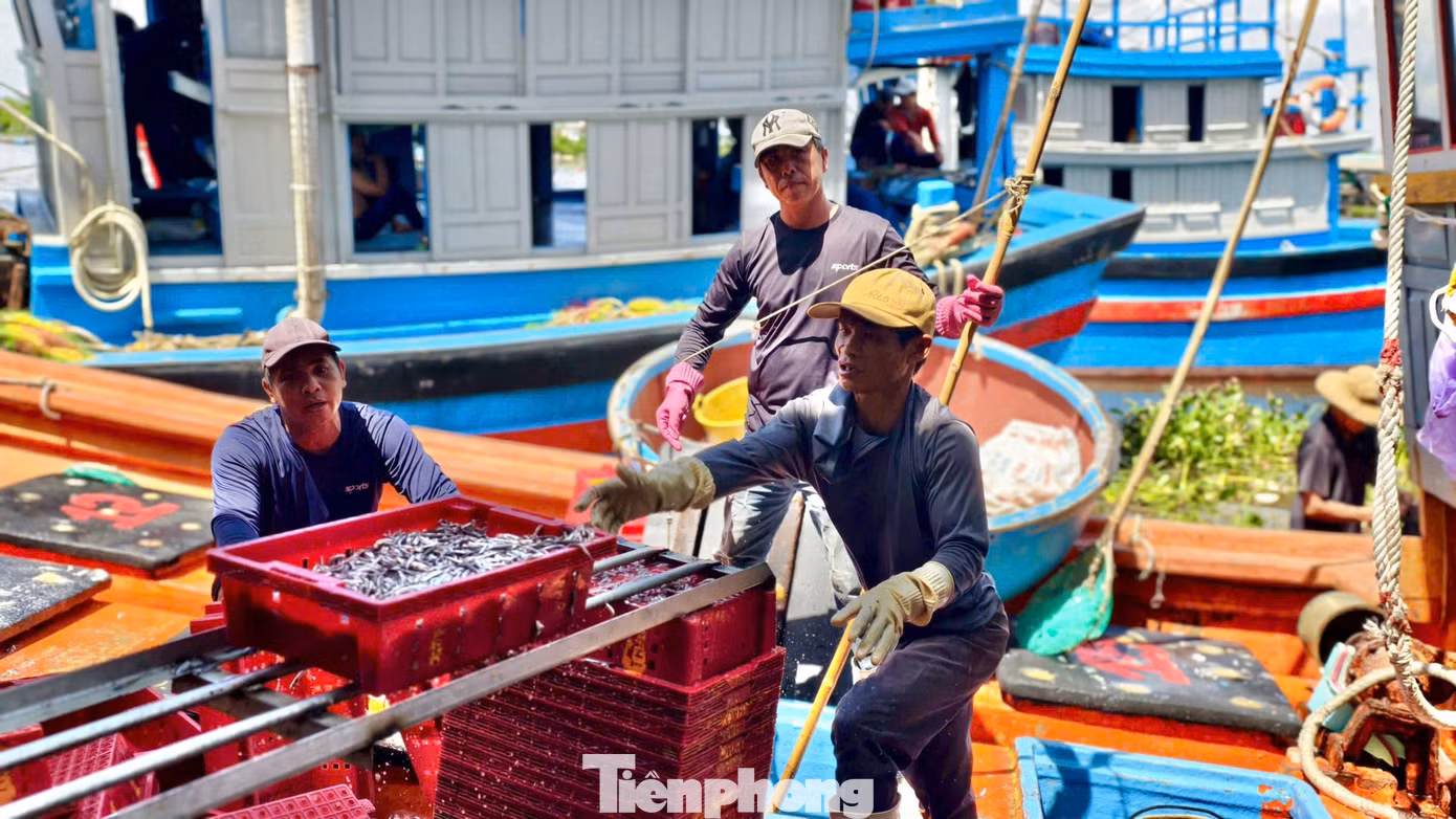 “Tuy nhiên nghề đánh bắt cá cơm rất vất vả, bởi ngư dân phải làm việc trắng đêm, nhưng bù lại lợi nhuận cao, nên ngư dân rất phấn khởi”, anh Xí nói.