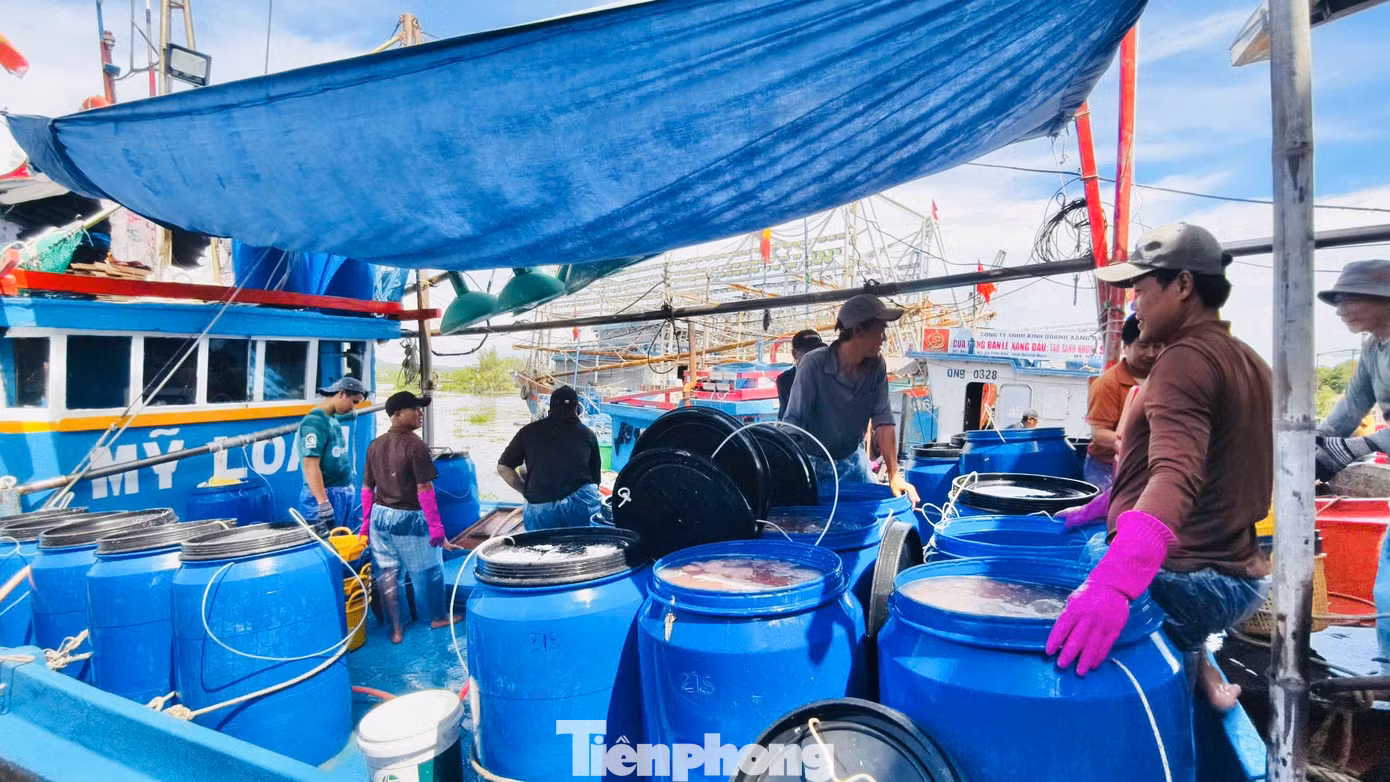 Tàu KH 93539 TS của ngư dân Võ Văn Lua (tỉnh Khánh Hòa) vừa cập cảng Tịnh Kỳ với khoảng 10 tấn cá cơm.