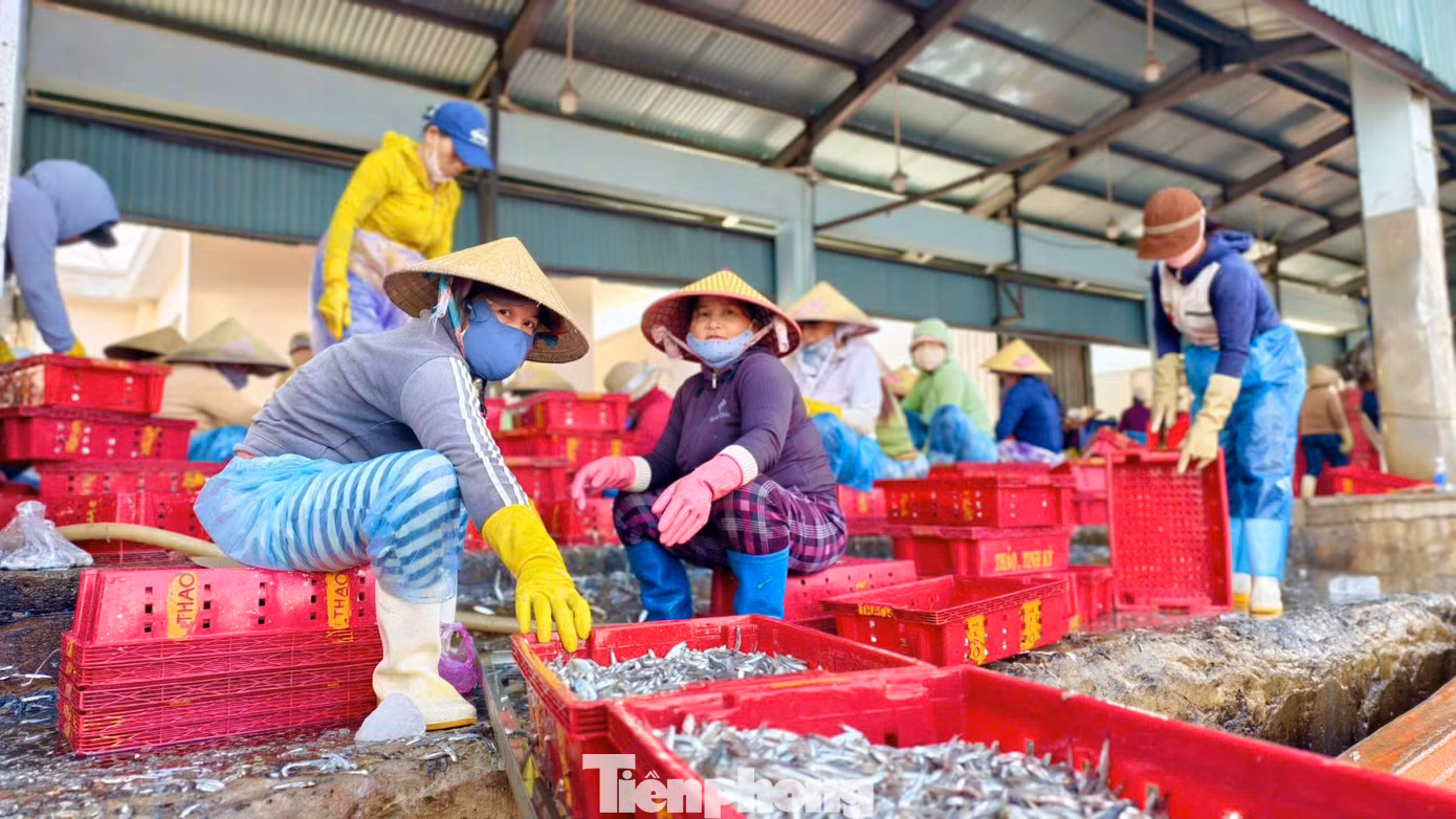 "Cá cơm khi thấy ánh đèn sáng thì tụ lại rồi mình thả lưới, xúc lên tàu. Đi nghề này phải chạy vòng vòng đủ mọi miền, chỗ nào có nhiều mình làm được nửa tháng hoặc hơn, chỗ không có thì lại di chuyển tiếp", anh Lua chia sẻ.