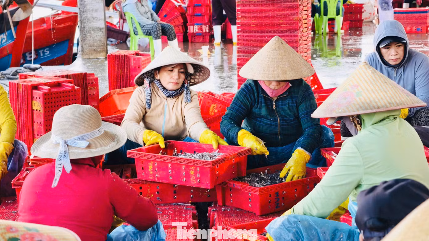 Không chỉ ngư dân đi biển hưởng lợi, cá cơm trái vụ còn tạo thêm việc làm cho lực lượng lao động làm dịch vụ hậu cần nghề cá. Mỗi khi tàu cập cảng, hàng chục lao động lập tức có mặt để phân loại, cân cá, vận chuyển sản phẩm lên xe đông lạnh. Công việc này mang lại thu nhập khoảng 200.000-300.000 đồng/người/ngày.