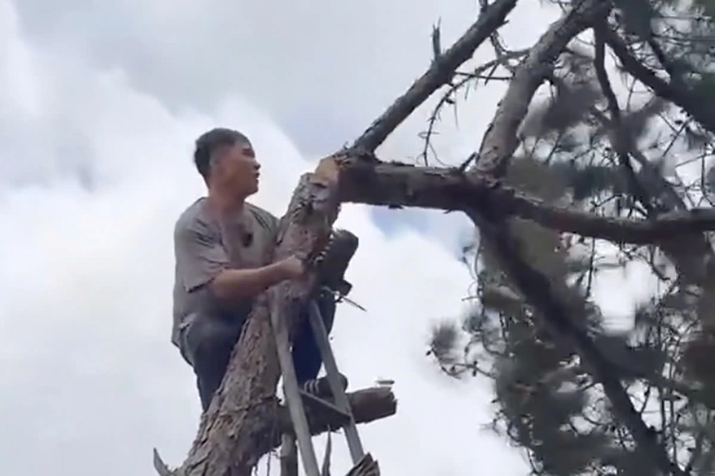 Vì sao chặt thông trong vườn nhà bị phạt 35 triệu đồng? - 1