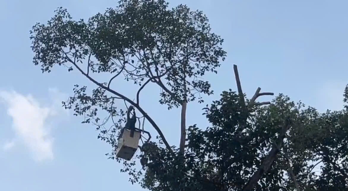 Công nhân cắt tỉa, loại bỏ các nhánh cây có nguy cơ gãy trên đường An Dương Vương. Ảnh: TK