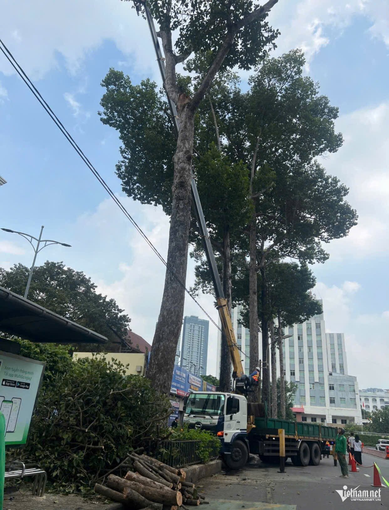 Công nhân cắt tỉa, loại bỏ các nhánh cây có nguy cơ gãy trên đường An Dương Vương. Ảnh: TK