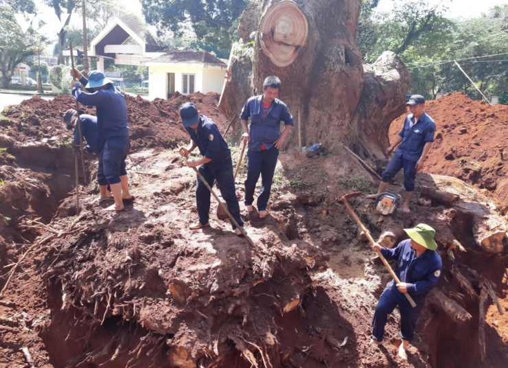Trước năm 2014, cặp long não vẫn xanh tốt, tán lá sum suê, tạo nên cảnh quan nổi bật trong khuôn viên bảo tàng. Người dân và du khách có thể dễ dàng chiêm ngưỡng hai cây cổ thụ từ cổng chính tại số 02 đường Y Ngông, nay thuộc phường Buôn Ma Thuột, tỉnh Đắk Lắk (ảnh tư liệu).