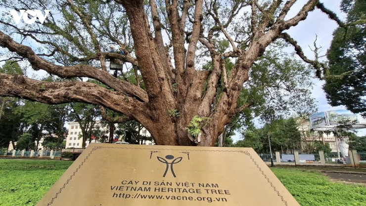 Cây long não còn lại cũng không thoát khỏi quá trình suy tàn. Dù đã có nhiều nỗ lực chăm sóc, phục tráng, tình trạng của cây vẫn ngày càng đáng lo ngại. Hiện nay, toàn bộ tán phía Tây đã khô cành, rụng lá, không còn vẻ xanh tươi như trước.