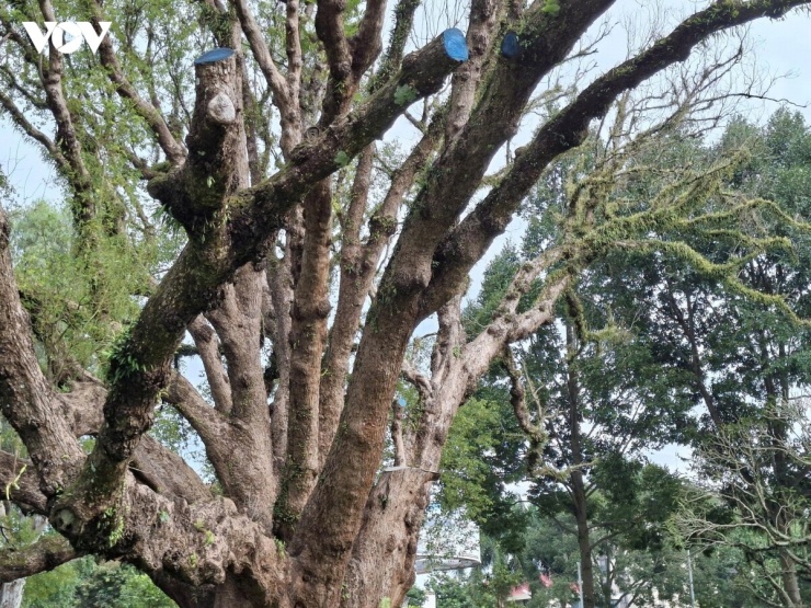 Trên cây long não còn lại, ít nhất 6 cành lớn đã khô kiệt. Những cành phía Đông vẫn còn màu xanh nhưng lá mọc thưa thớt, cho thấy sức sống của cây đã suy giảm nghiêm trọng.