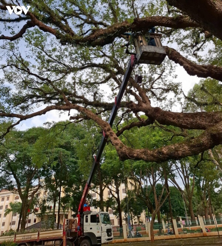 Các công nhân chăm sóc cây xanh đang nỗ lực cứu cây bằng cách loại bỏ thực vật ký sinh và phụ sinh bám trên thân, cành. Đây là một trong những biện pháp nhằm hạn chế các yếu tố gây ảnh hưởng đến khả năng sinh trưởng của cây cổ thụ.