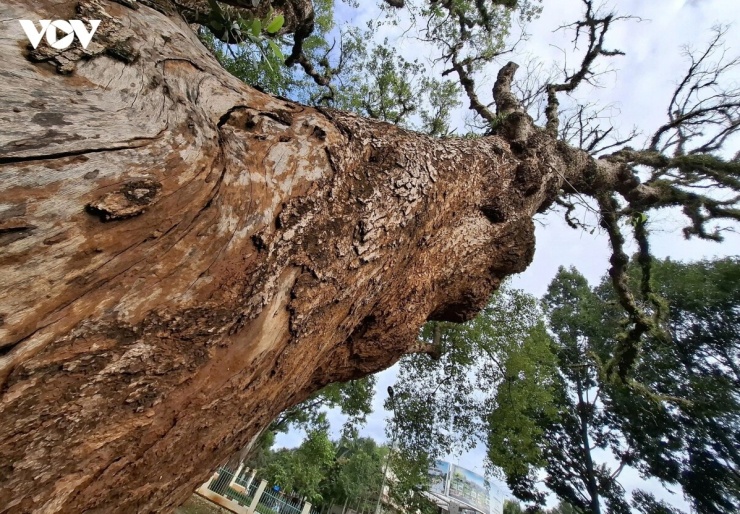 Tuy nhiên, triển vọng phục hồi vẫn rất mong manh khi tình trạng tổn thương đã xuất hiện ở phần gốc. Khoảng một nửa gốc cây bị khô, tróc vỏ, để lộ những vùng gỗ bị hư hại theo thời gian.