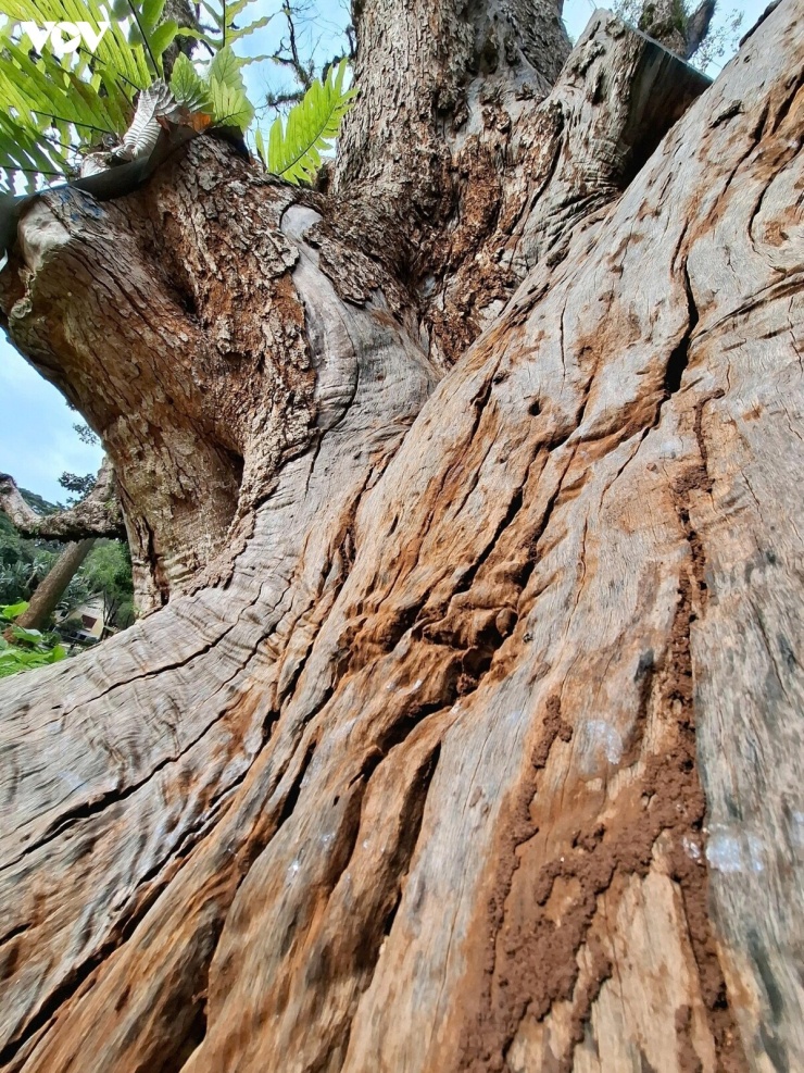Không chỉ khô héo bên ngoài, nhiều phần gỗ bên trong thân cây đã bị ải mục. Các khe nứt trên thân và cành còn xuất hiện dấu vết mối ăn sâu, khiến tình trạng suy yếu càng thêm nghiêm trọng.