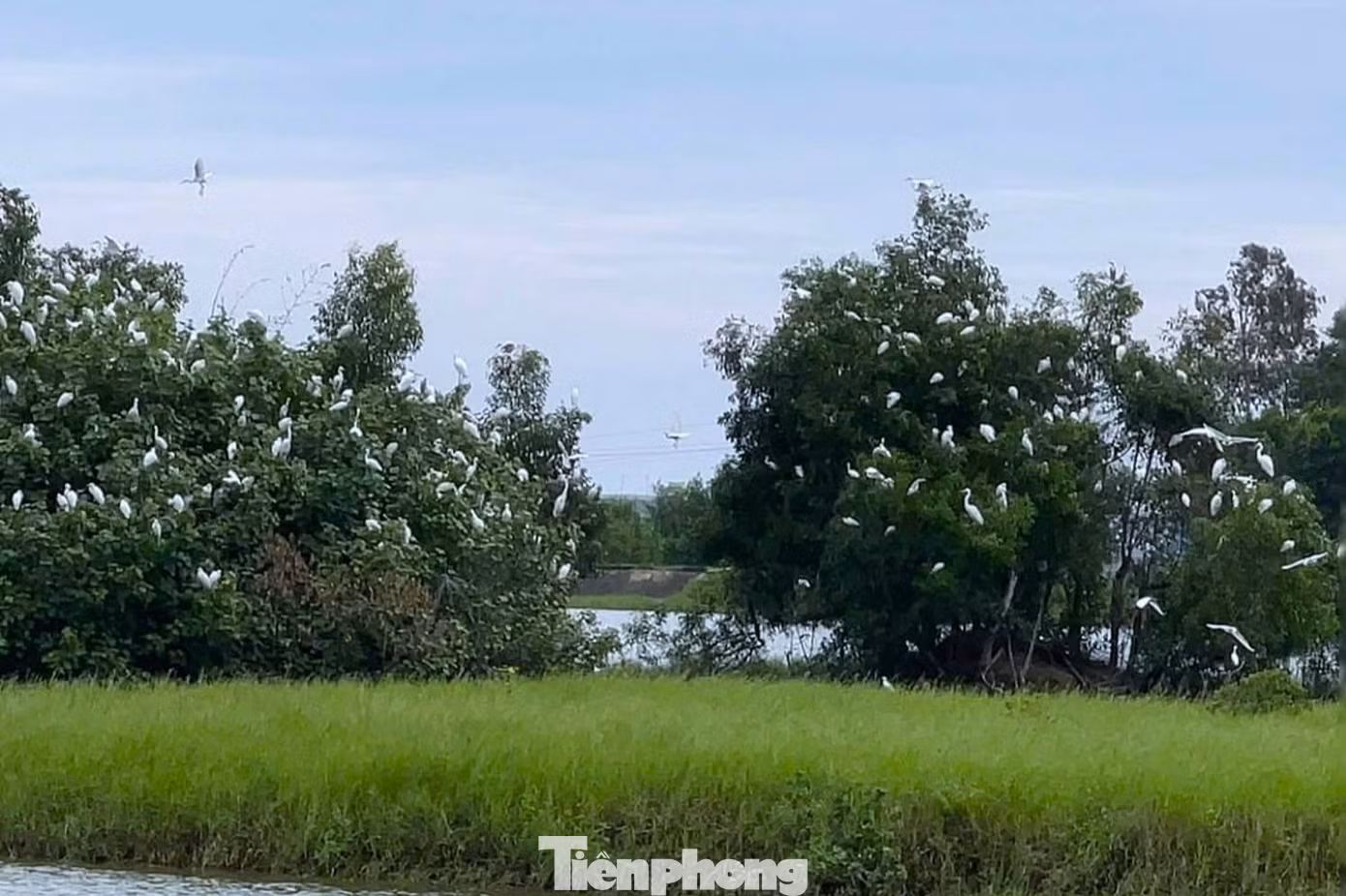 Đàn cò trú ngụ tại hồ Xuân Dương, xã Tân Châu.