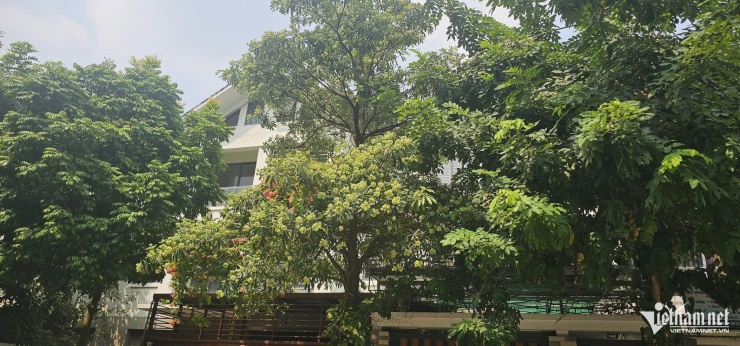 Hoa sữa trồng trong khu đô thị. Ảnh: Thành Huế
