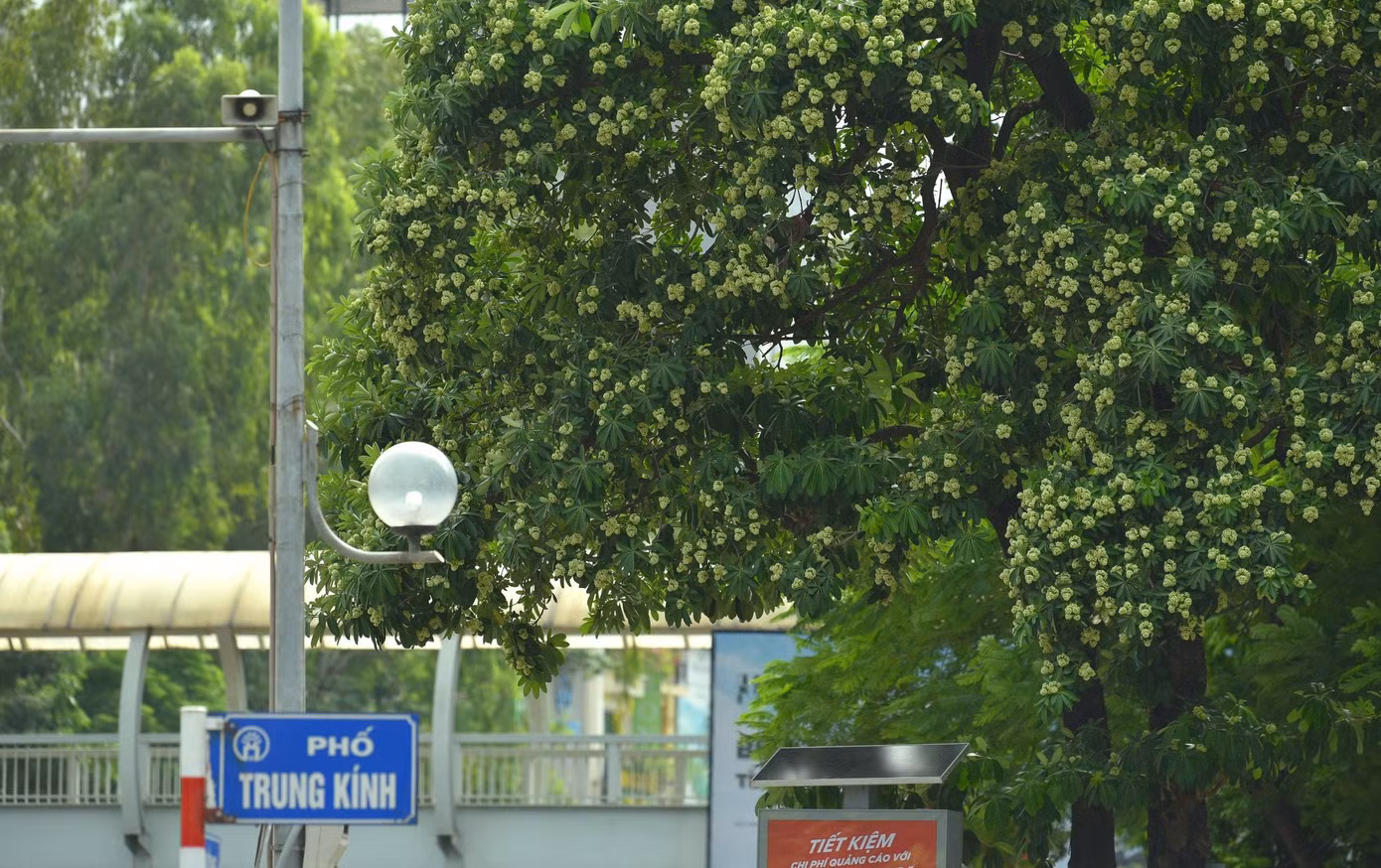 Hoa sữa nở rộ trên phố Trung Kính.