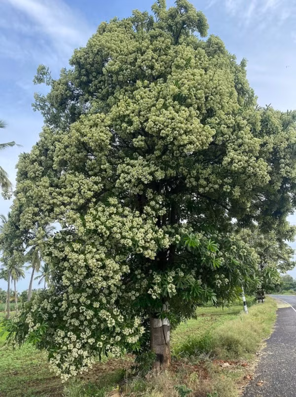 "Cây của quỷ" theo cách gọi ở Ấn Độ. Ảnh: Wikimedia Commons.