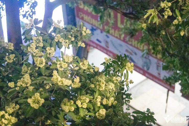 Người Hà Nội 'trăm phương nghìn kế' để ngăn mùi hoa sữa - 2