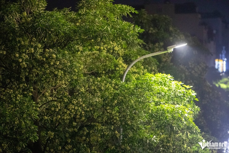 Người Hà Nội 'trăm phương nghìn kế' để ngăn mùi hoa sữa - 5
