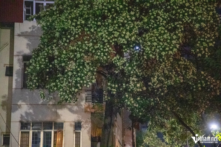 Người Hà Nội 'trăm phương nghìn kế' để ngăn mùi hoa sữa - 9