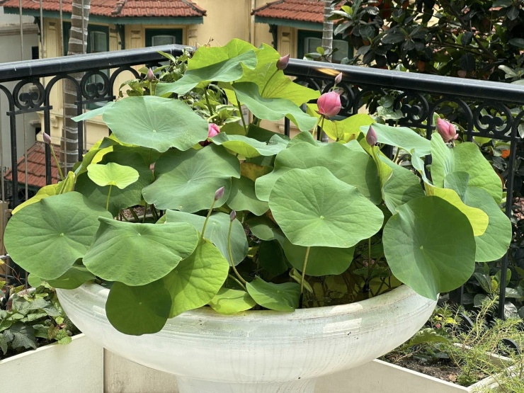Đặc biệt trong vườn còn có sen.