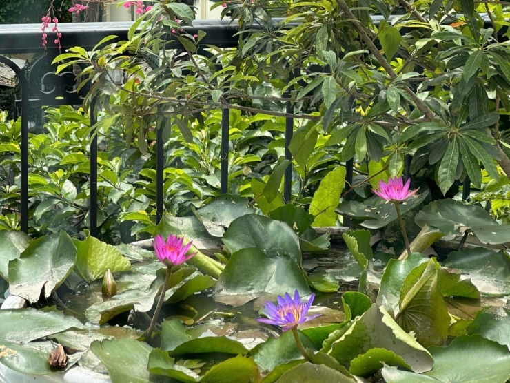 Và hoa súng rất đẹp.