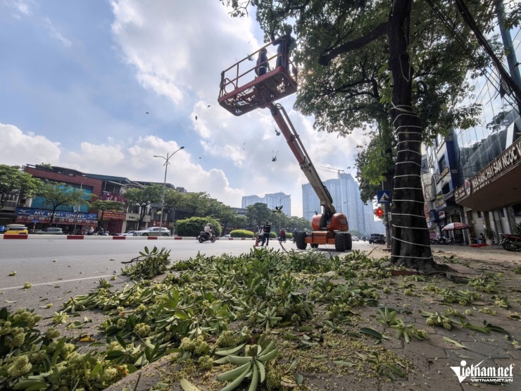 Hà Nội đang dùng xe chuyên dụng cắt tỉa hoa sữa - 2