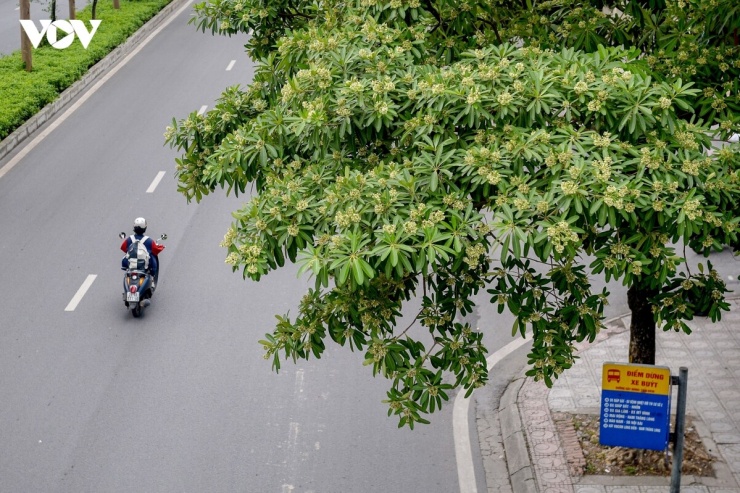 Cùng chung nỗi ám ảnh về mùi hoa sữa, bà Nguyễn Thị Hành (Cầu Giấy) cho hay, mỗi khi mùa hoa nở rộ, bà lại cảm thấy khó chịu, bất an: "Mùi hoa sữa quá nồng khi cây được trồng dày đặc, gây cảm giác ngột ngạt, khó thở. Không chỉ vậy, hoa rụng nhiều còn khiến đường phố mất vệ sinh, tăng thêm vất vả cho người làm công việc quét dọn. “Theo tôi, trồng thưa thì tốt hơn, chứ trồng dày quá vừa ô nhiễm, vừa khó chịu vì mùi hương”.
