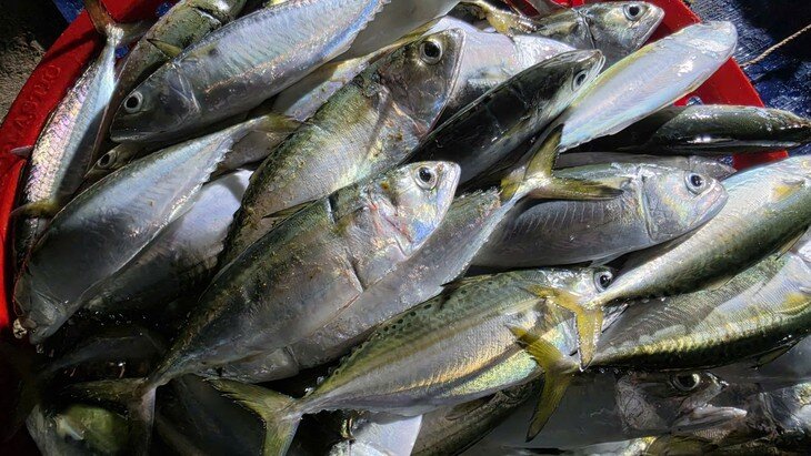 Những ngày trúng đậm, mỗi chuyến biển có thể mang lại nguồn thu cho ngư dân từ 5-7 triệu đồng.