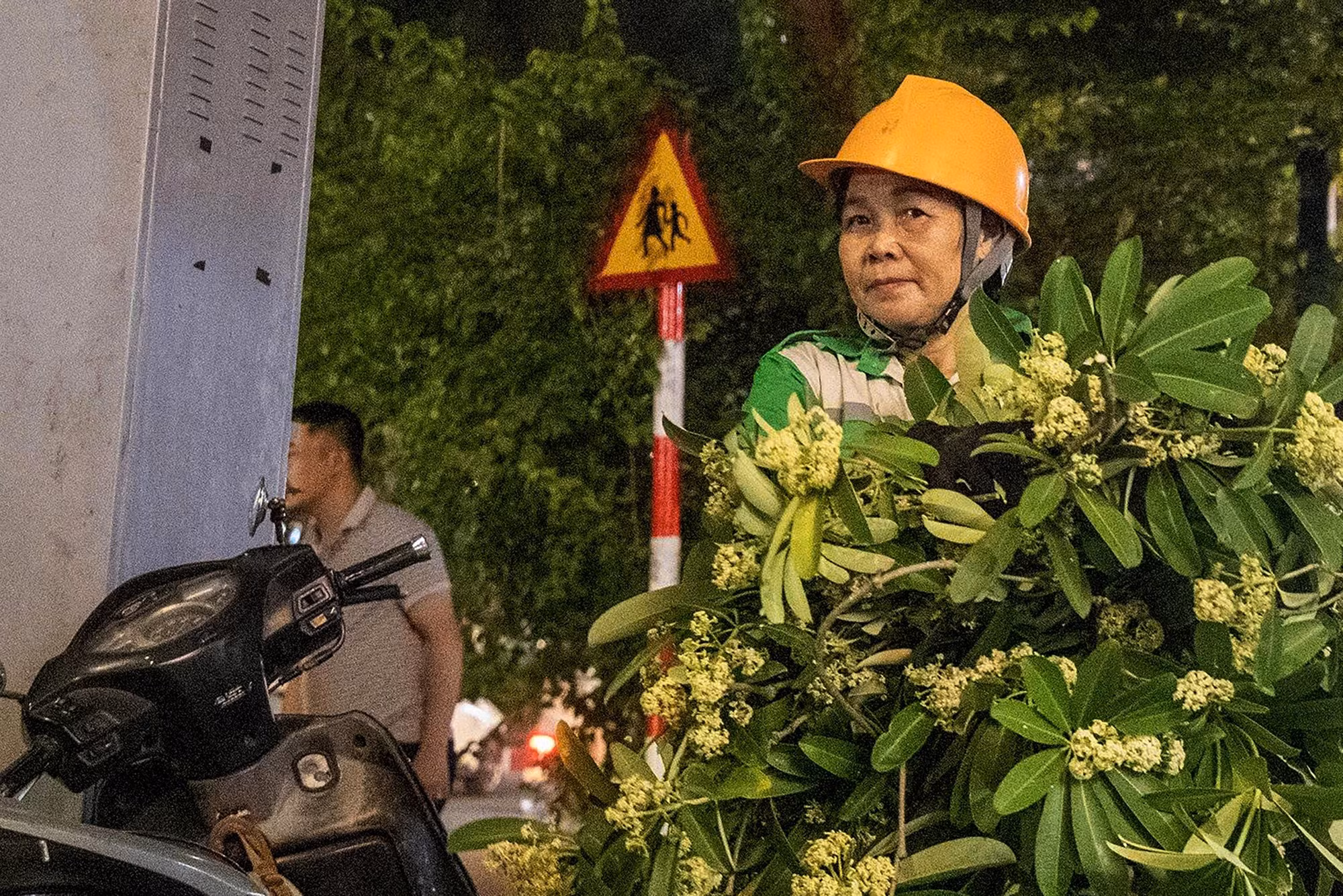 Hoa sữa sau khi cắt tỉa được công nhân khẩn trương thu dọn.