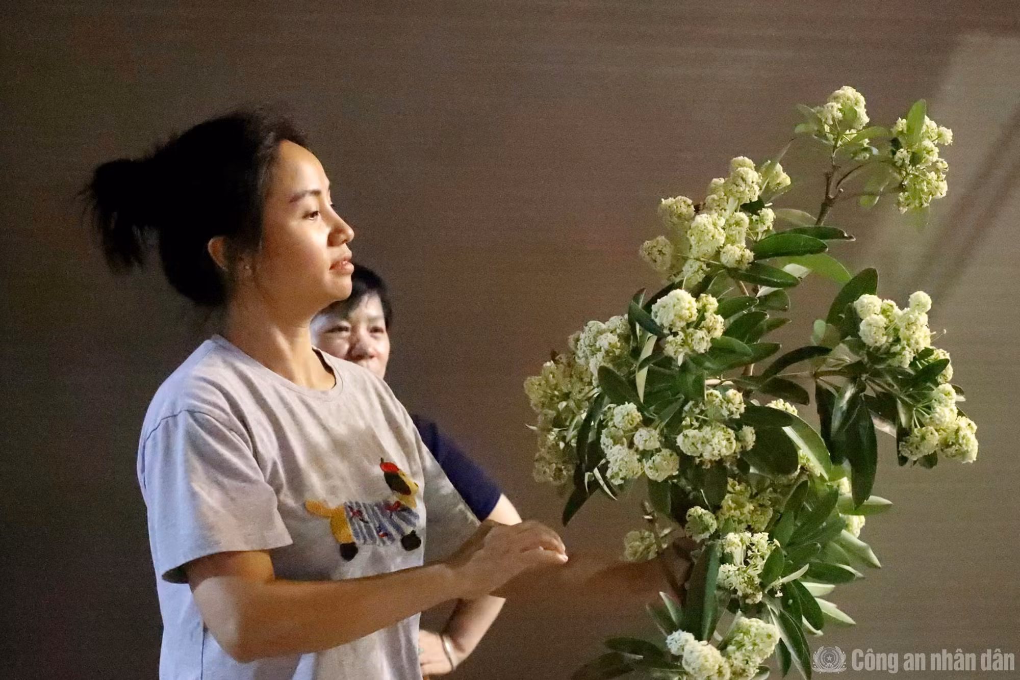 Mùi hương hoa sữa gây khó chịu với một số người dân nhưng cũng có nhiều người khác lại rất thích, ngay khi công nhân cắt tỉa liền đến nhặt hoa mang về.