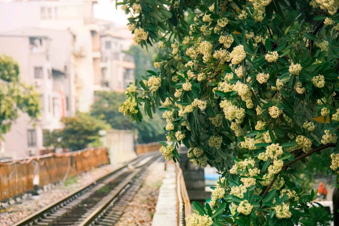 Nhiều chuyên gia cho rằng giá trị của cây hoa sữa lớn hơn sự phiền toái của nó vì mùa hoa khá ngắn trong khi muốn trồng một cây xanh cho bóng mát cần 3-10 năm.