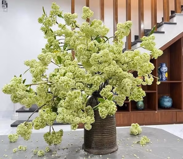 Nhiều người dân nhặt hoa sữa bị cắt bỏ về nhà.
