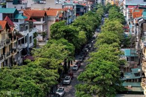 Hà Nội lấy ý kiến người dân về việc di chuyển cây hoa sữa