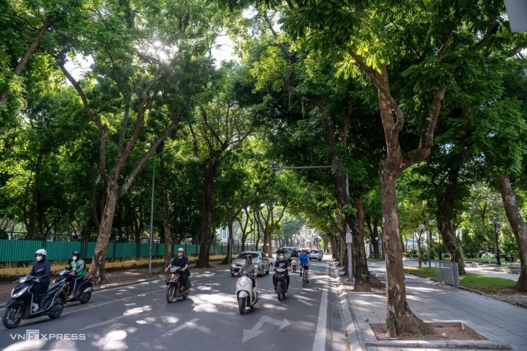 Phố Phan Đình Phùng có ba hàng sấu được người Pháp quy hoạch trồng từ những năm 1920. Ảnh: Thế Bằng