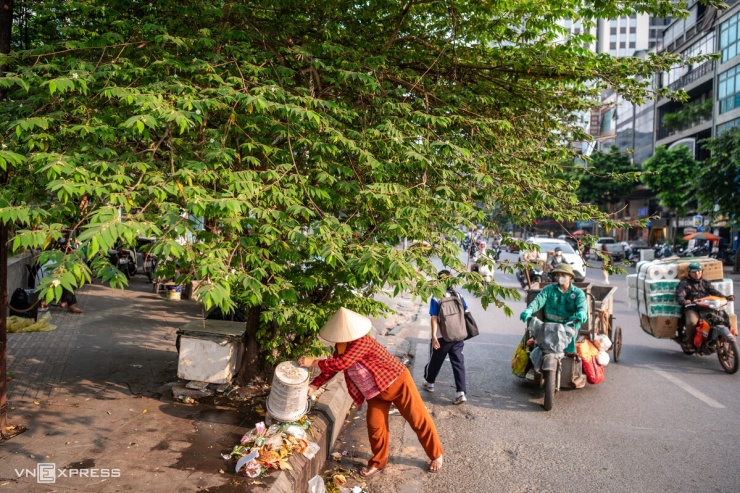 Nhiều loại cây cấm trồng hiện diện trên đường phố Thủ đô - 1
