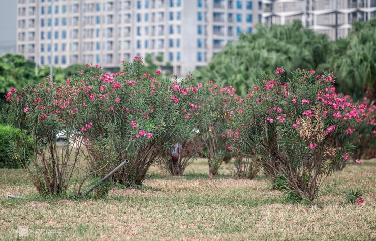 Nhiều loại cây cấm trồng hiện diện trên đường phố Thủ đô - 7