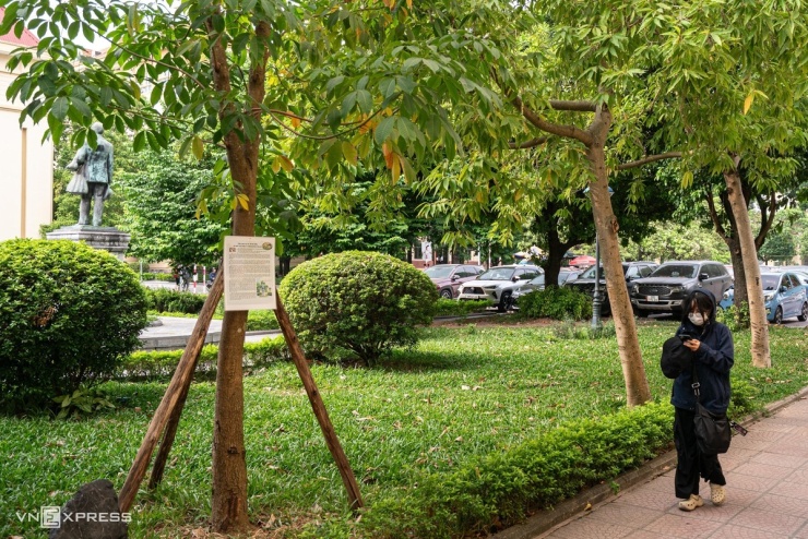 Nhiều loại cây cấm trồng hiện diện trên đường phố Thủ đô - 11