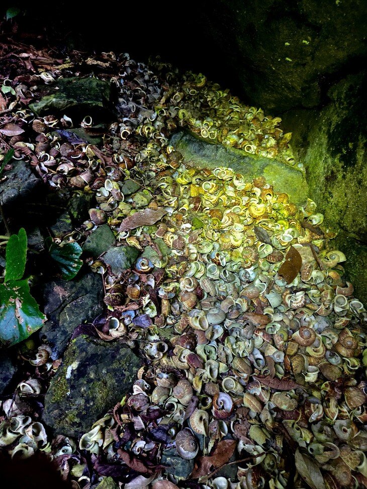 Dưới đáy hố là khu rừng nguyên sinh, có khu vực chứa nhiều vỏ ốc. Ảnh: Jungle Boos.