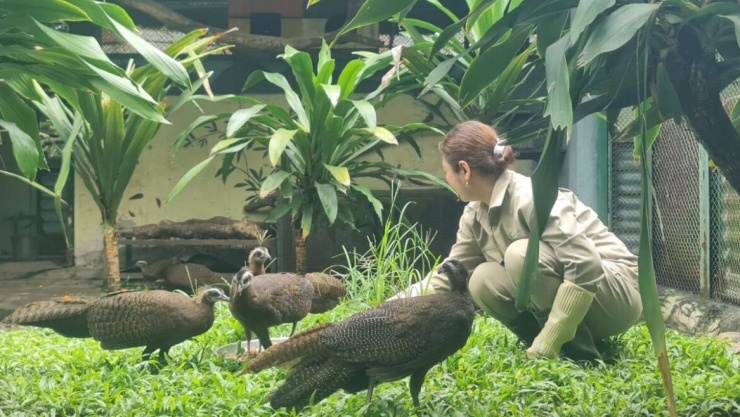 Công tác bảo tồn và nhân giống Trĩ sao tại Thảo Cầm Viên Sài Gòn (ảnh: N.N)