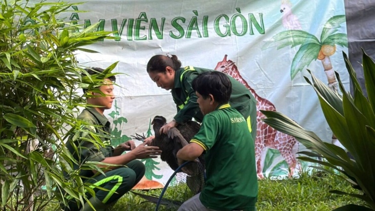 &nbsp;Các cá thể Trĩ sao được kiểm tra kỹ lượng, chuẩn bị đưa đến Vườn quốc gia Bạch Mã (ảnh: N.N)