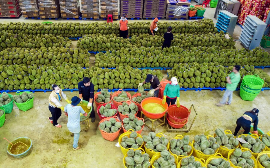 &nbsp;Sầu riêng mang lại nguồn thu nhập lớn cho nông dân Đắk Lắk. Ảnh: VOV